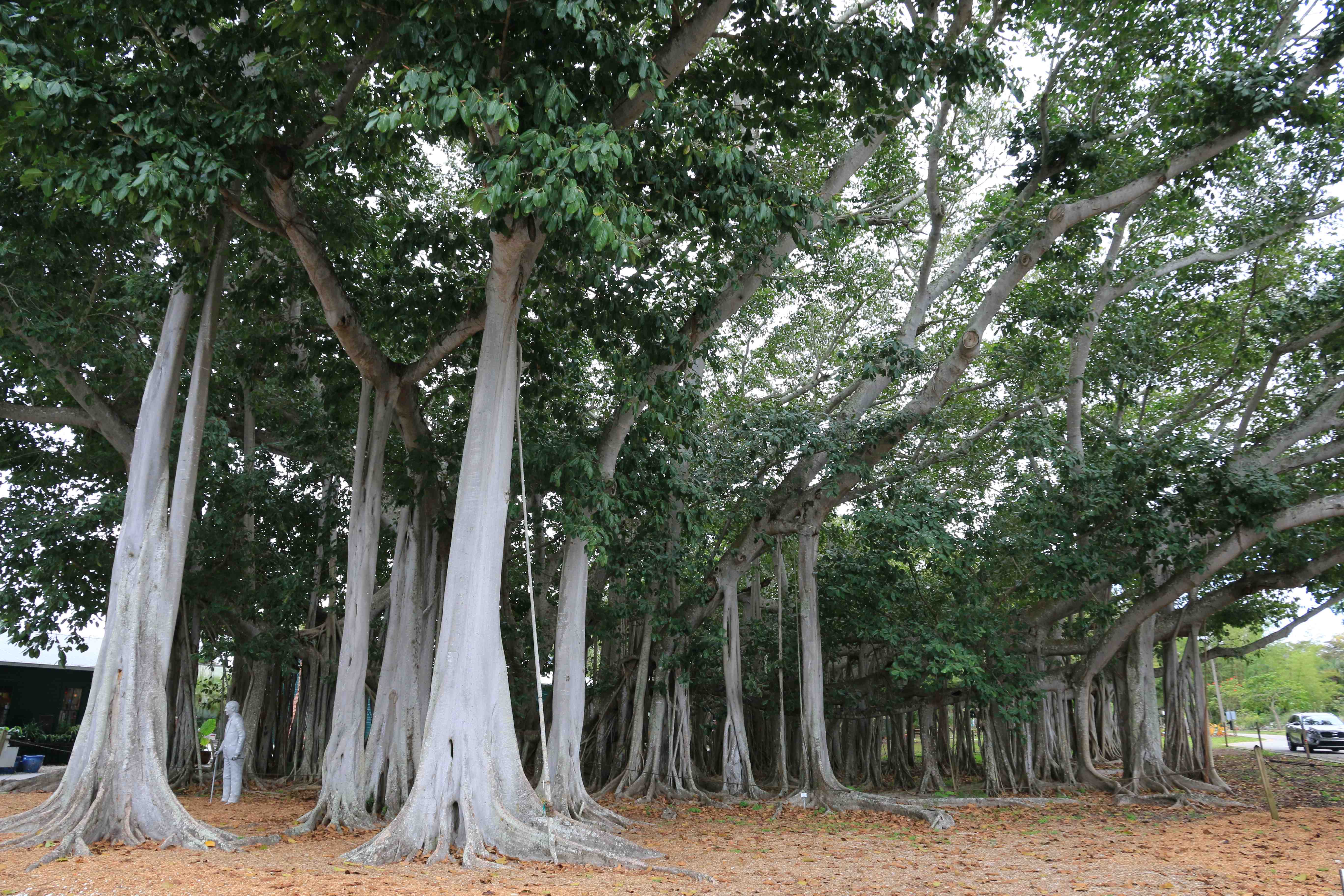 Huge banyan tree in Edison's estate